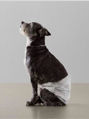 Amazon Basics Disposable Male Wraps for Dogs - Size Small